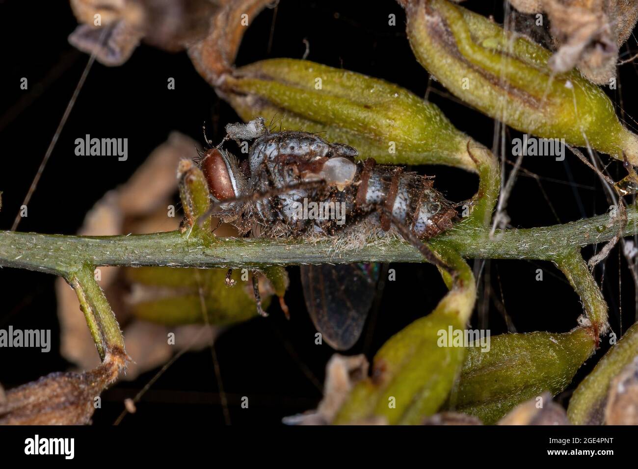 Dead Adult Bristle Fly of the Family Tachinidae Stock Photo - Alamy