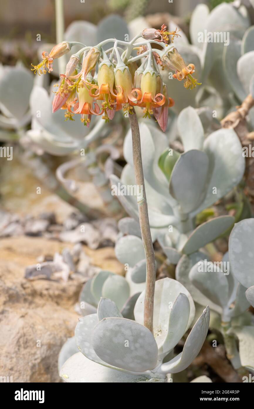 Close up of pigs ear (cotyledon orbiculata) flowers in bloom Stock