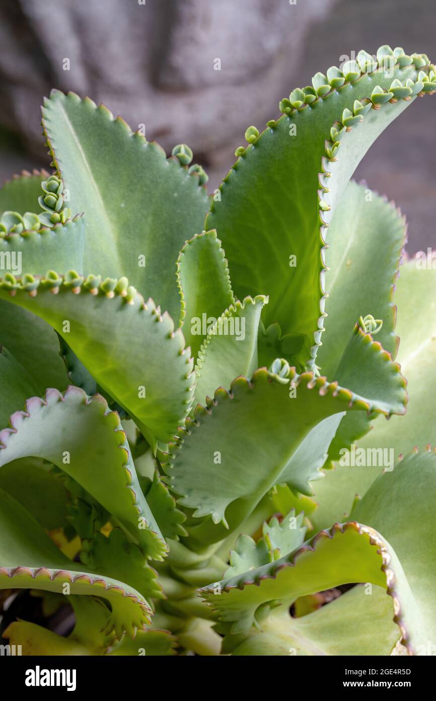 Details of the leaves of a crasulaceous plant of the species Kalanchoe laetivirens Stock Photo