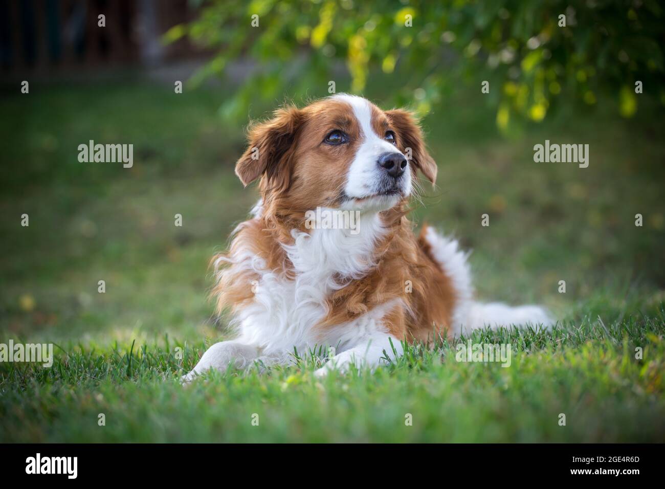 Kooikerhondje Mix