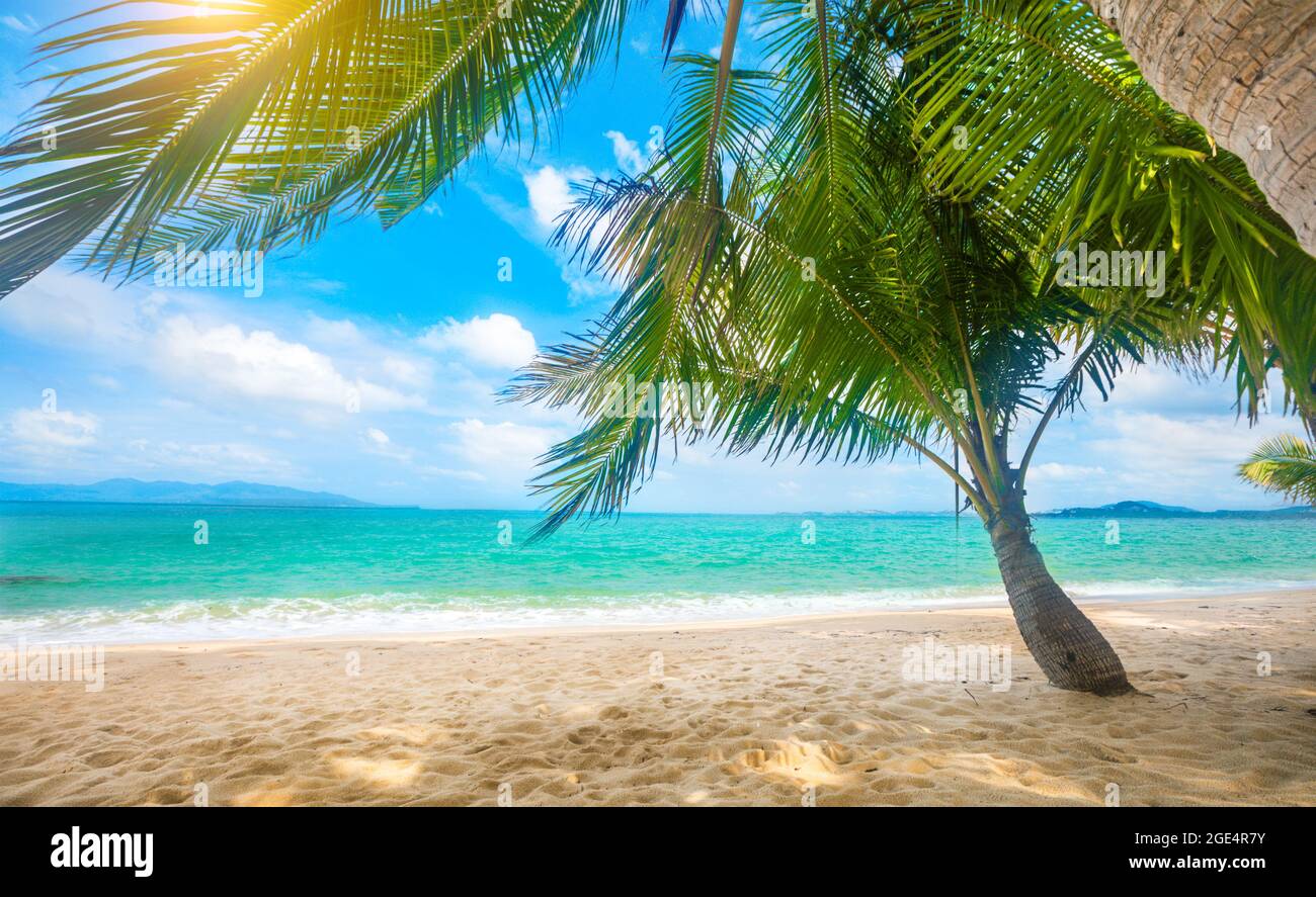 tropical beach with coconut palm Stock Photo - Alamy