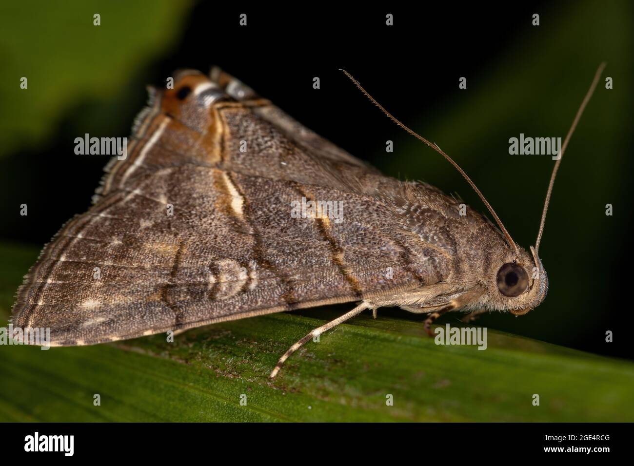 Adult Underwing Moth of the Tribe Eulepidotini Stock Photo