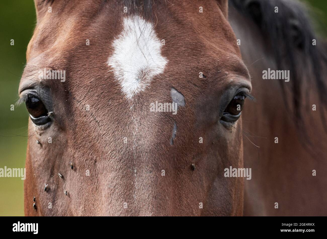 Brown horse's head close-up with lots of flies around the eyes. Stock Photo