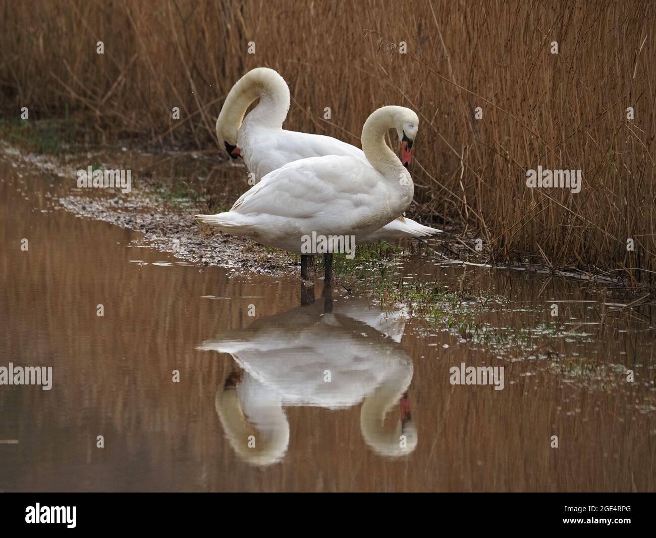 pair of Mute Swans (Cygnus olor) with pattern of overlapping white plumage & curved necks reflected in flooded reedbed in Lancashire, England, UK Stock Photo