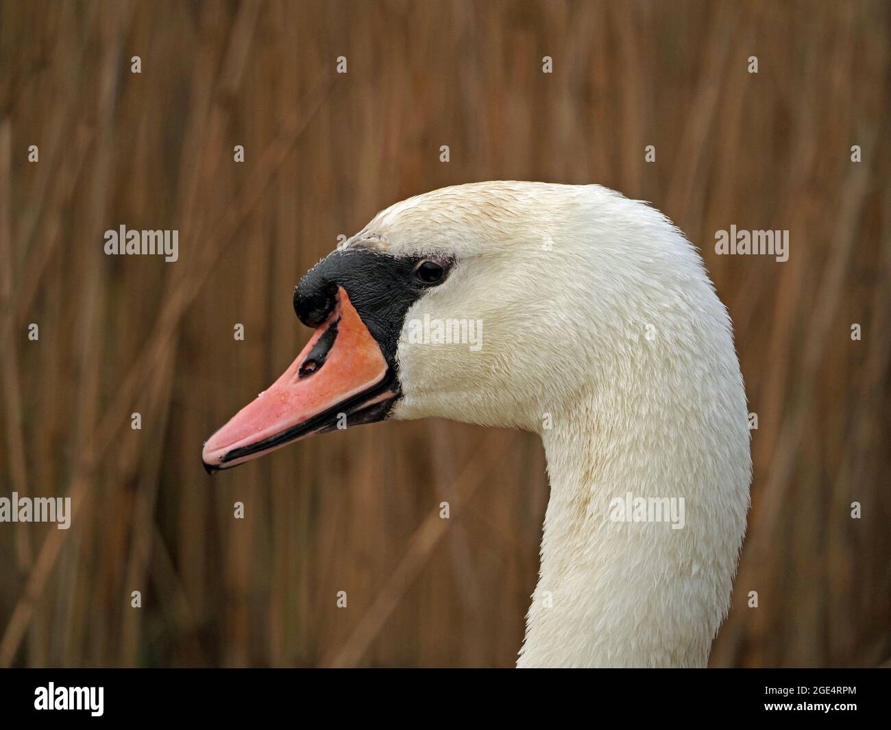 portrait  of head of Mute Swan (Cygnus olor) with black knob above red beak and white plumage in reedbed at Leighton Moss NR Lancashire, England, UK Stock Photo