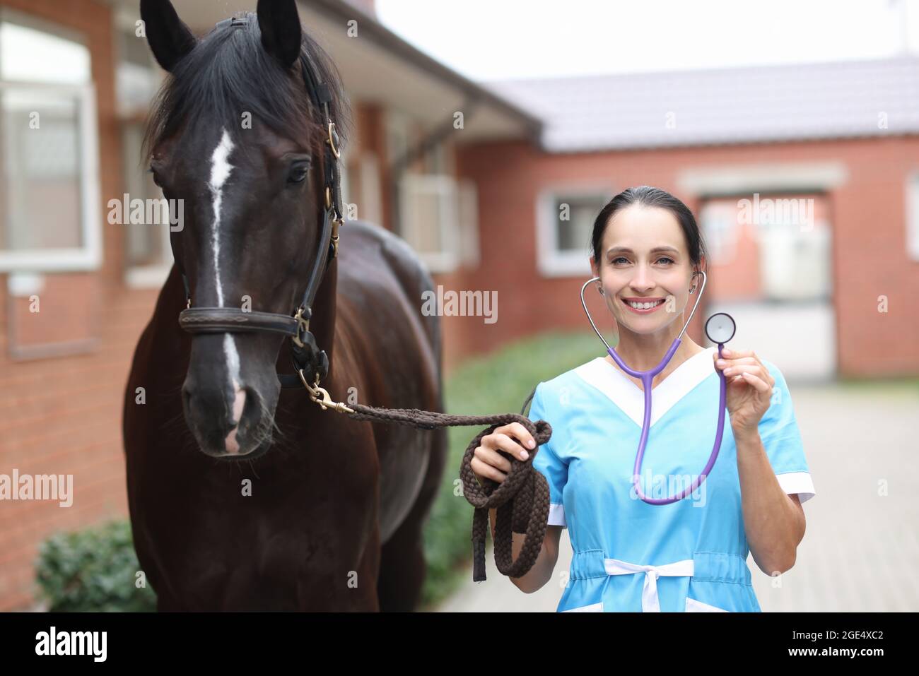 Endoscopy horse hi-res stock photography and images - Alamy