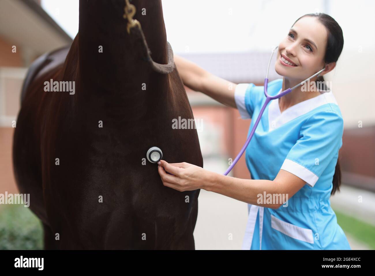 Endoscopy horse hi-res stock photography and images - Alamy