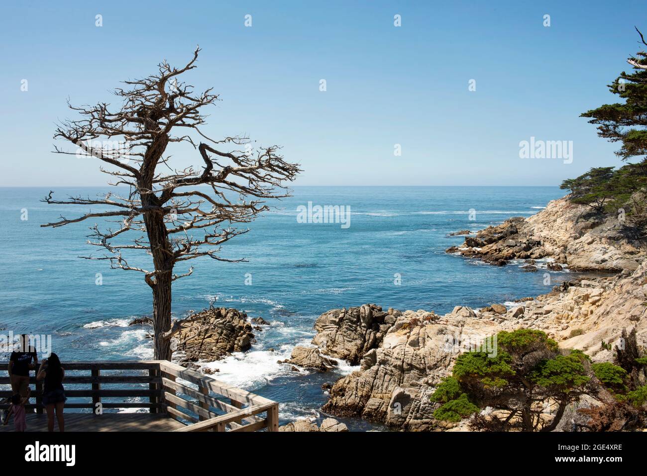 Lookout point with a cypress tree on the 17-Mile Drive, California, USA. Sep 2019 Stock Photo