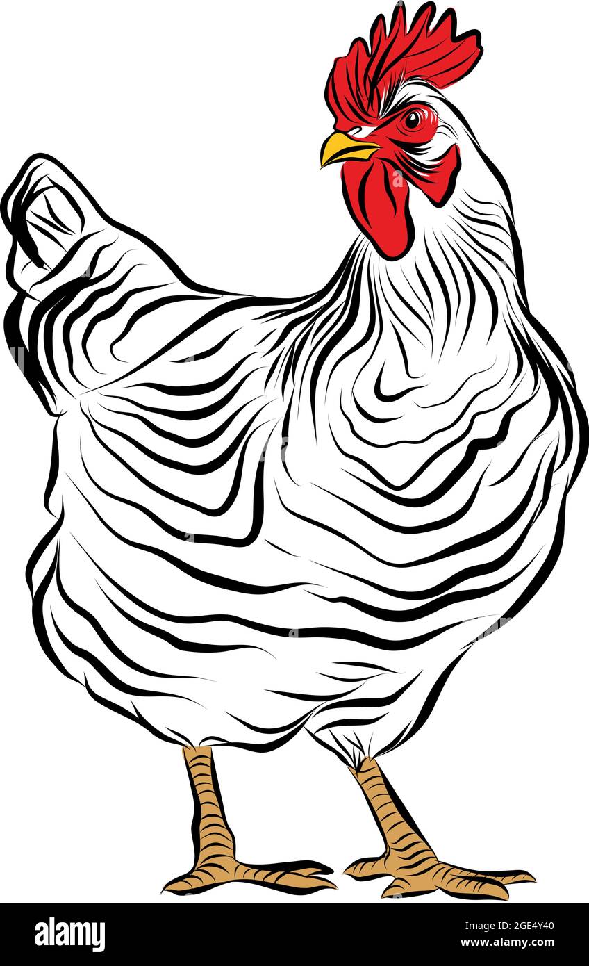Vector Chicken and Meat Parts Set Sketch, Vectors | GraphicRiver