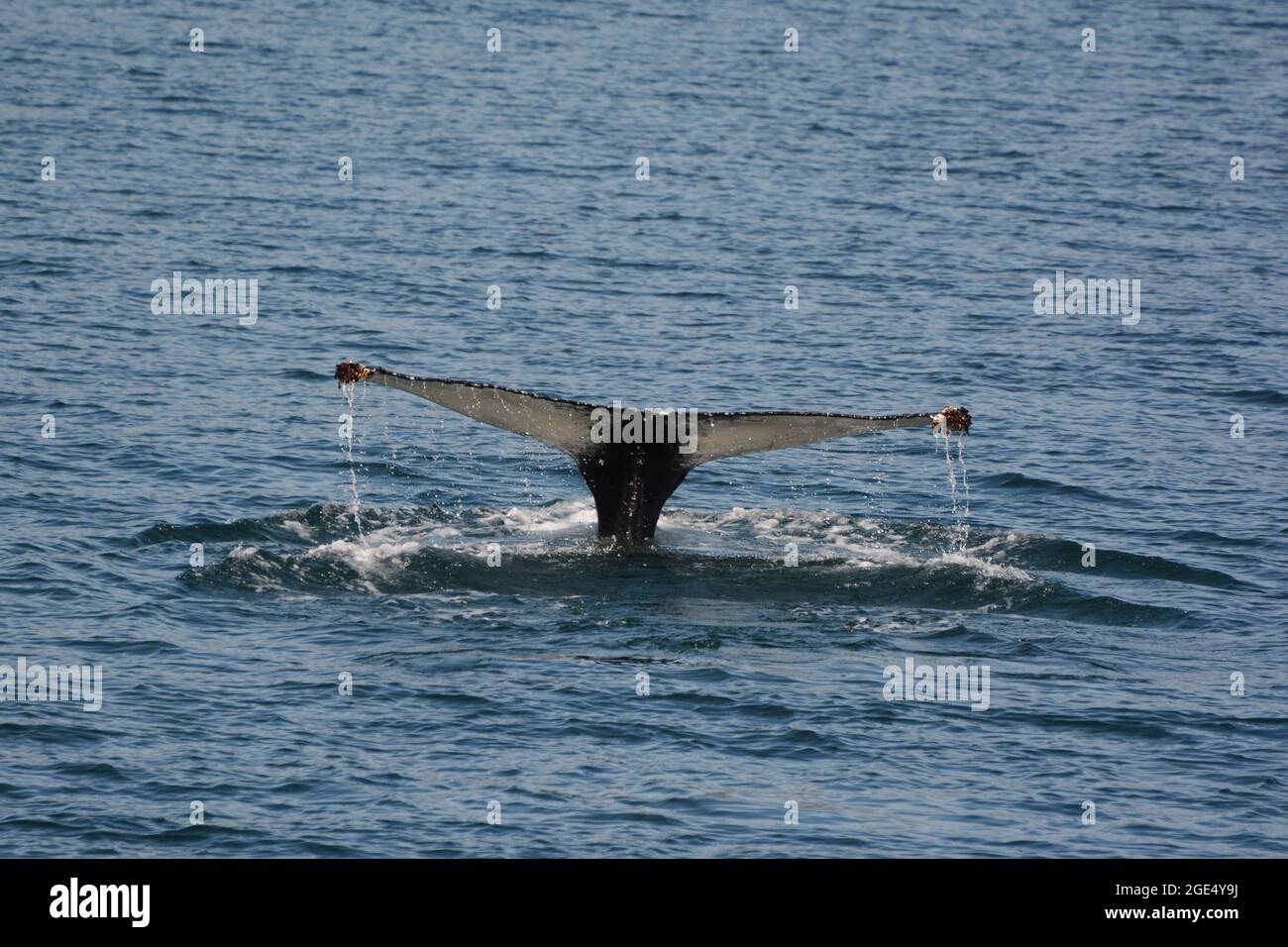 Iceland whale tail hi-res stock photography and images - Alamy