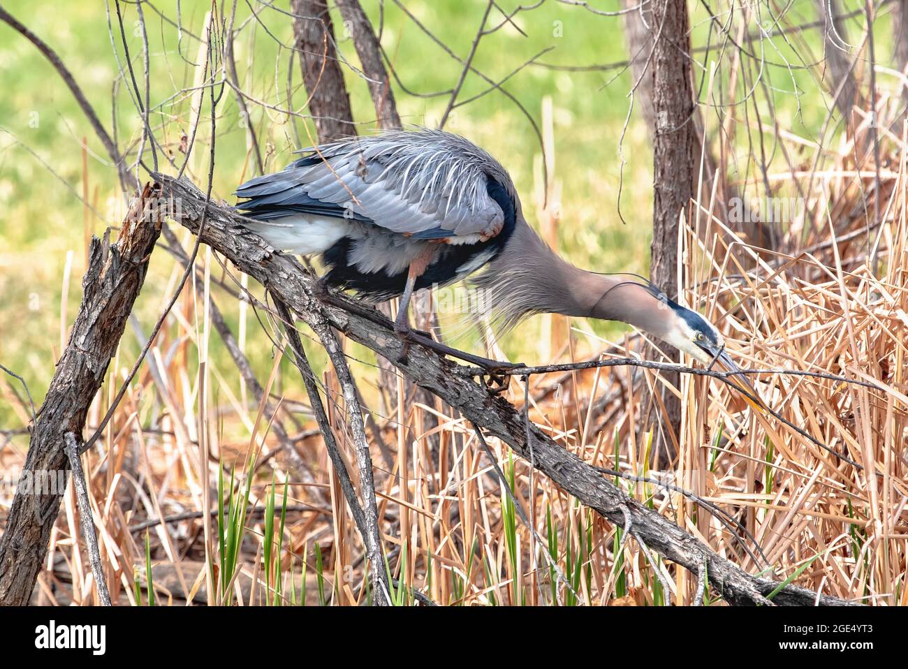 A Great Blue Heron in an unusual position on a broken branch, attempting to break off a twig for nest building purposes in early Springtime. Stock Photo