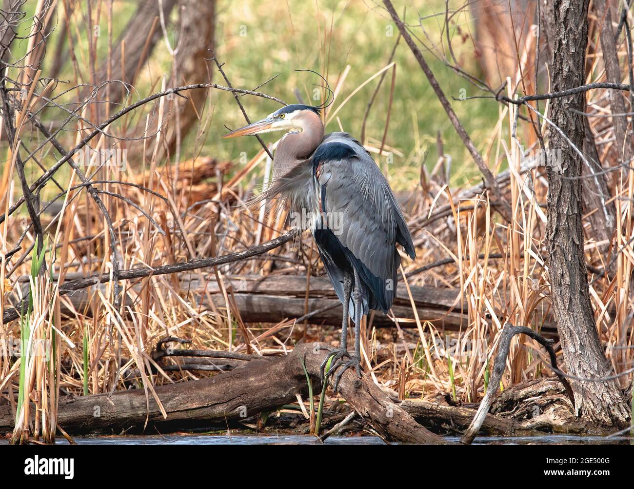 Portrait of a Great Blue Heron with head plumes being blown about in the wind, standing in a natural setting at the edge of a Wetland in early Spring. Stock Photo