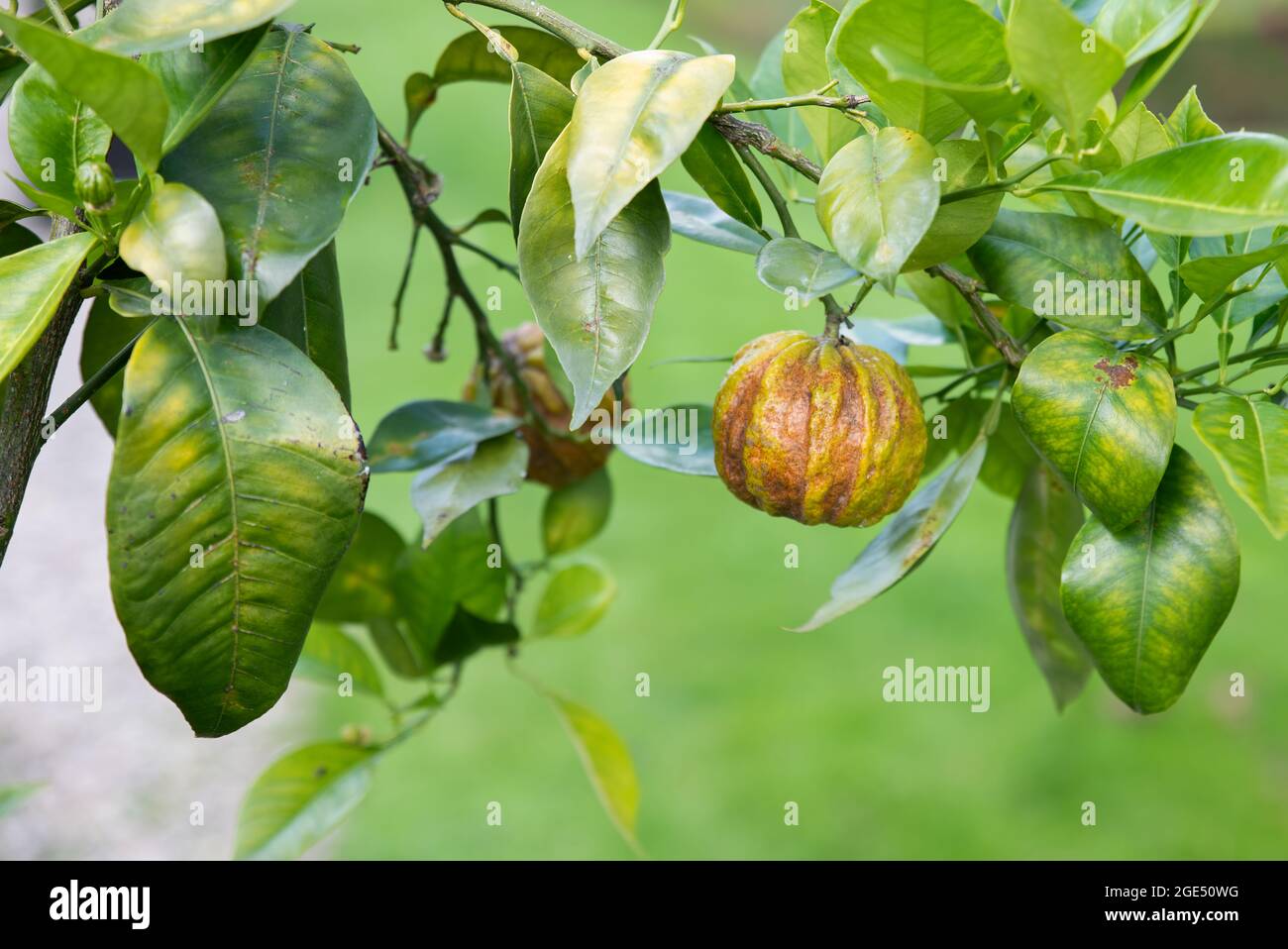 citrus aurantium consolei tree Stock Photo
