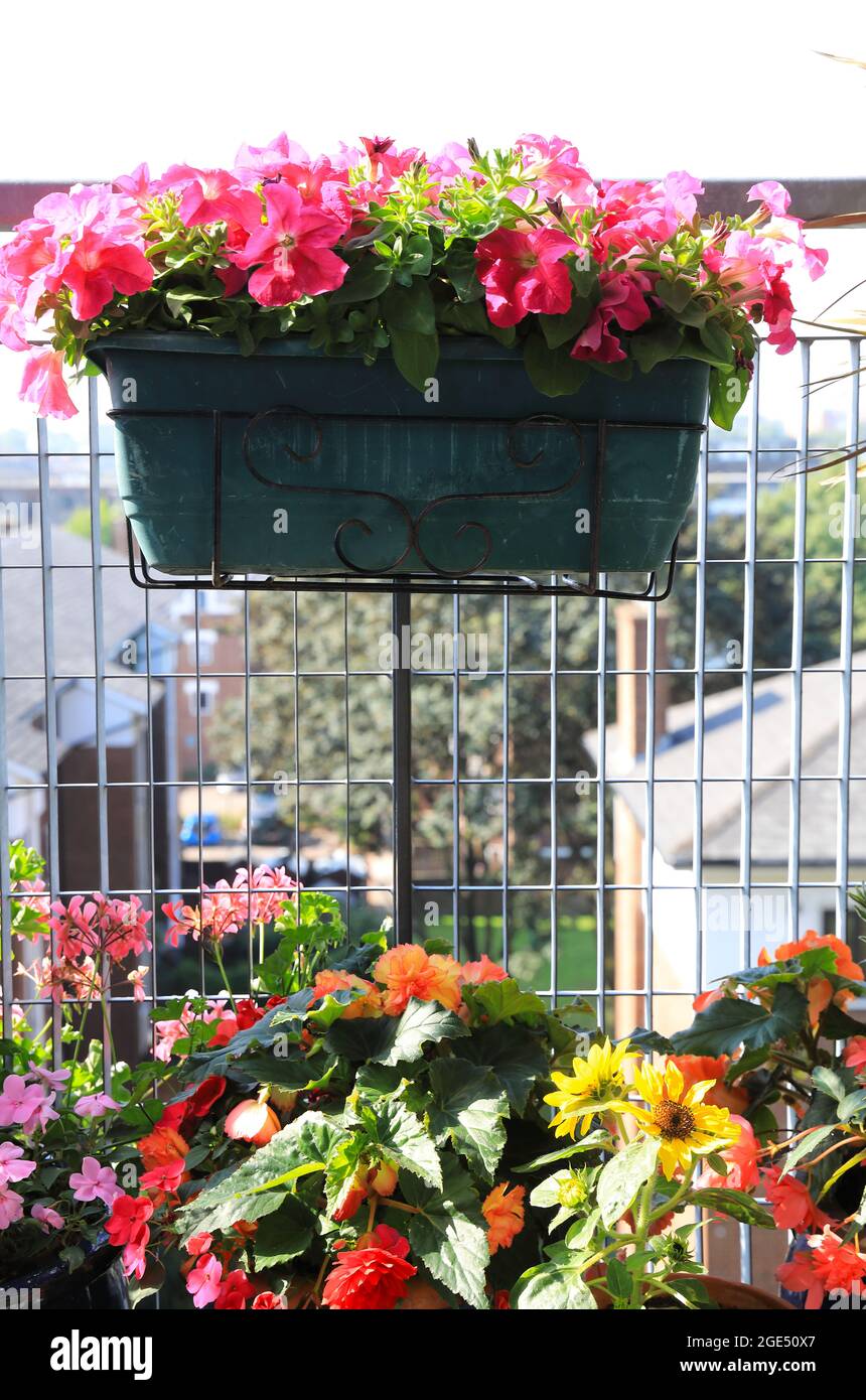 Balcony plants uk hires stock photography and images Alamy