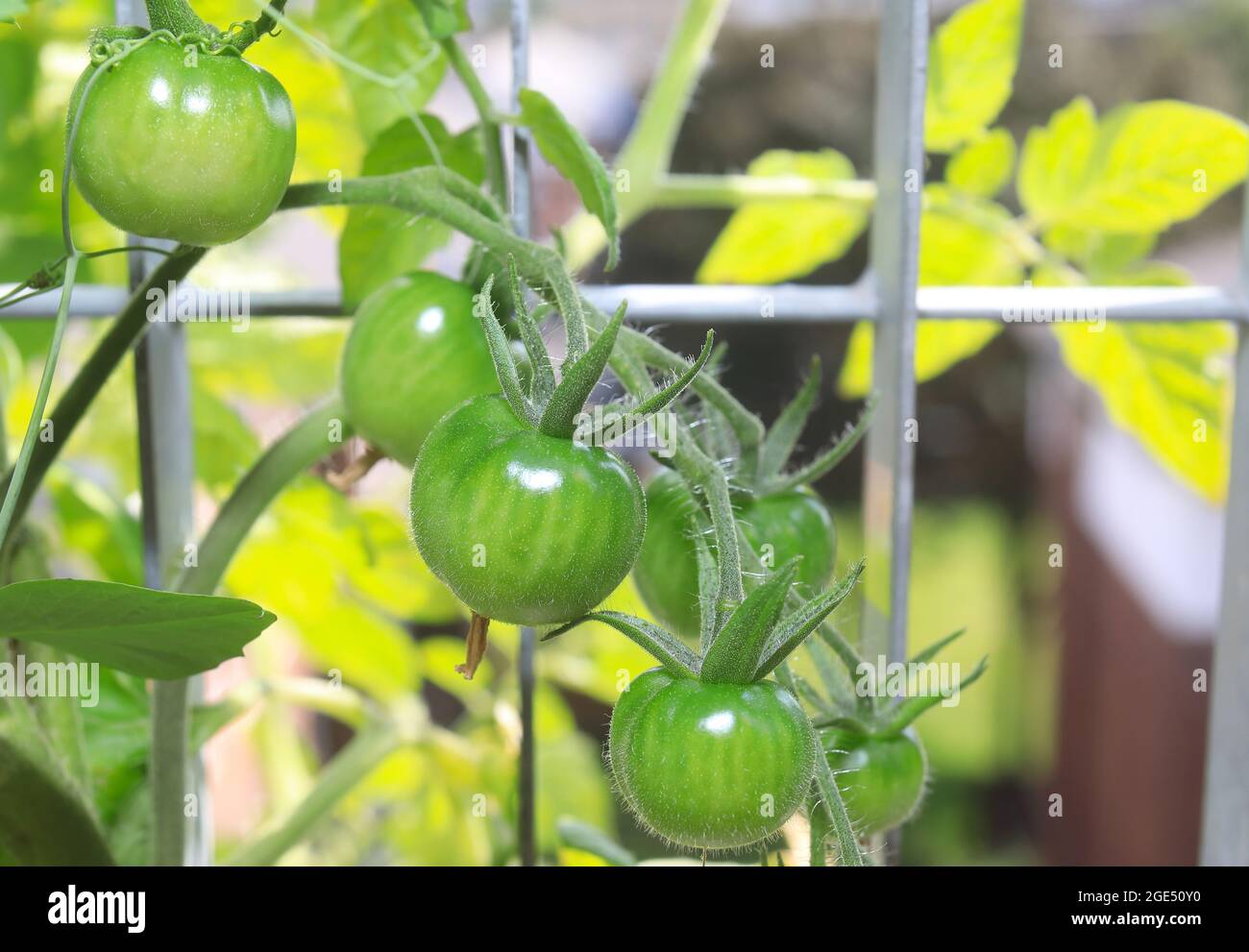 Cherry tomatoes being grown on a London balcony, UK Stock Photo Alamy