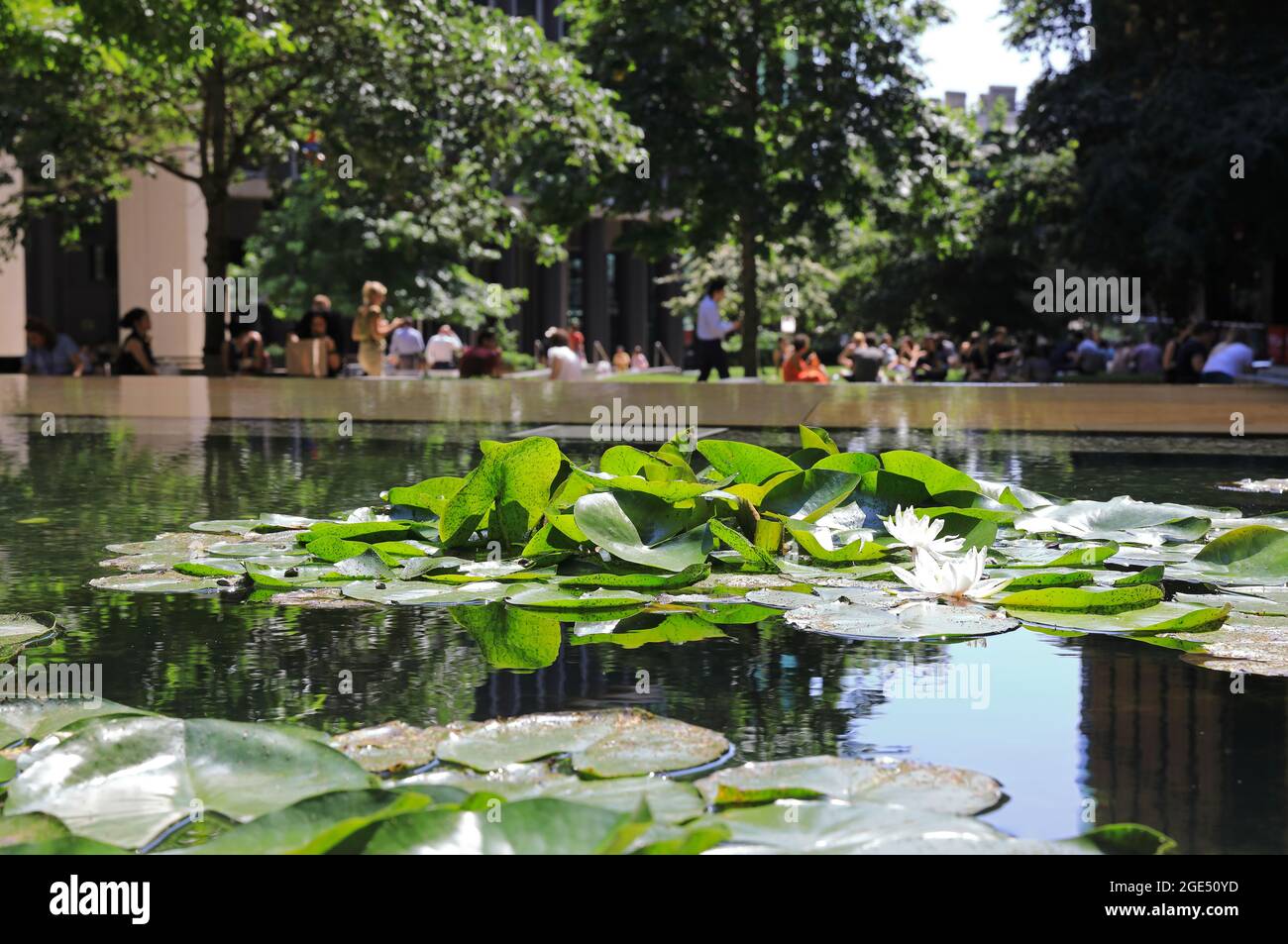 Water lillies flowering in Pancras Square, behind Kings Cross, in north London, UK Stock Photo