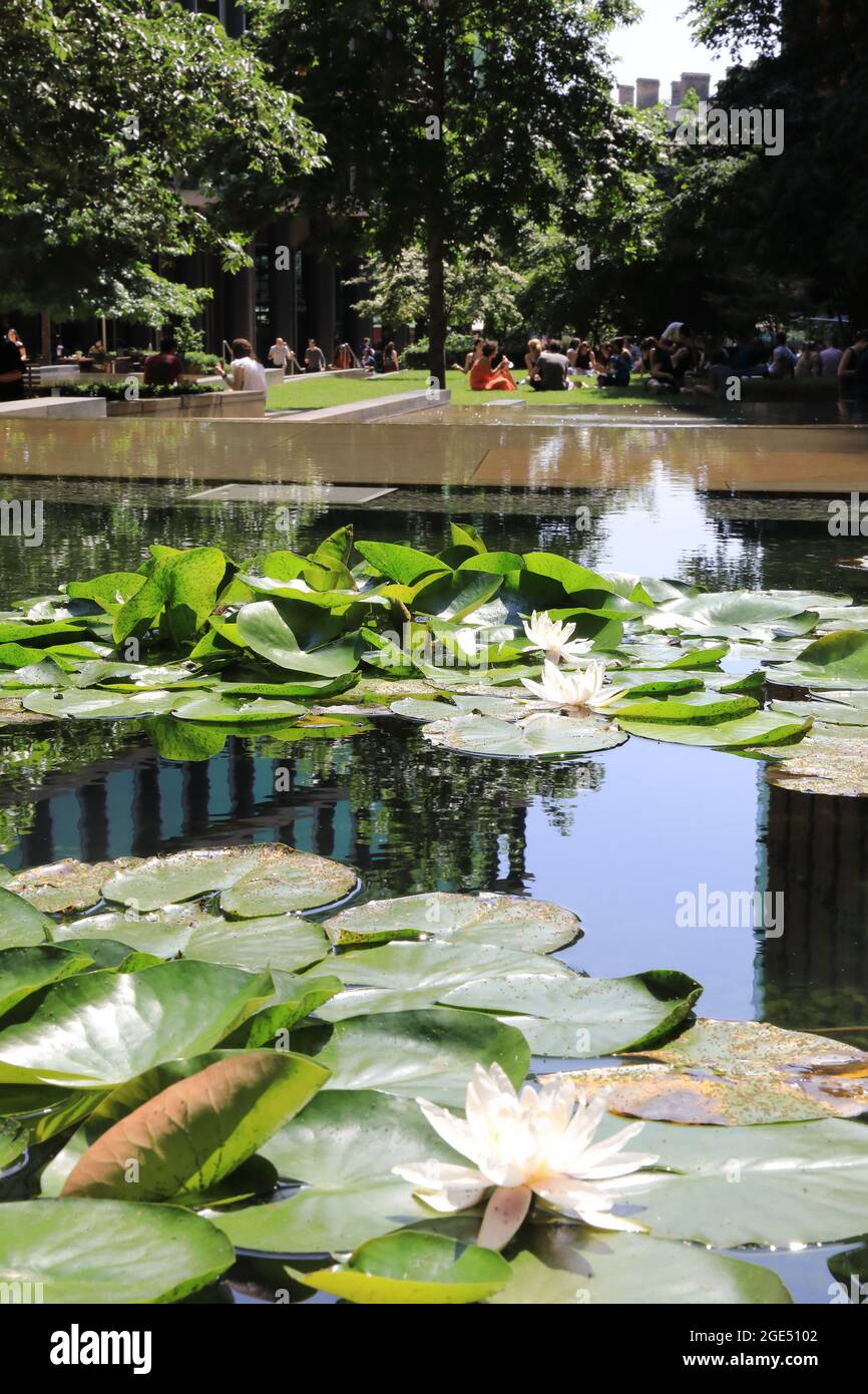 Water lillies flowering in Pancras Square, behind Kings Cross, in north London, UK Stock Photo
