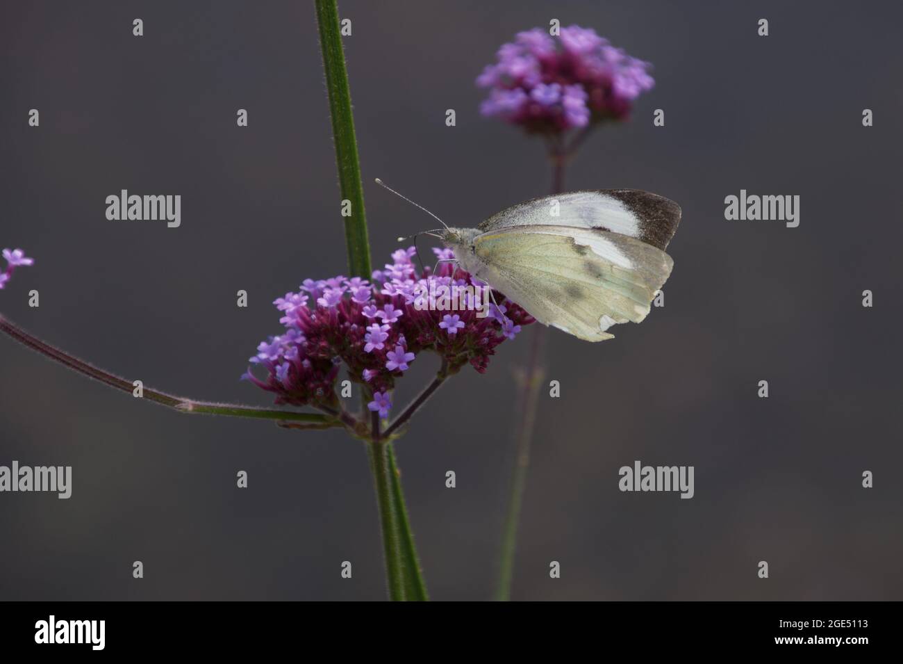 Female Large White Butterfly (Pieris brassicae) feeding on a purple Verbena bonariensis flower Stock Photo