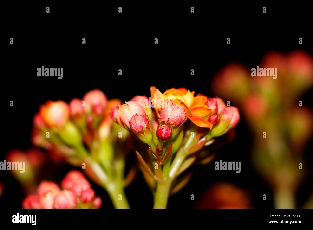 Closeup Image Of Beautiful Florist Kalanchoe Flower And Buds. Selective Focus Stock Photo