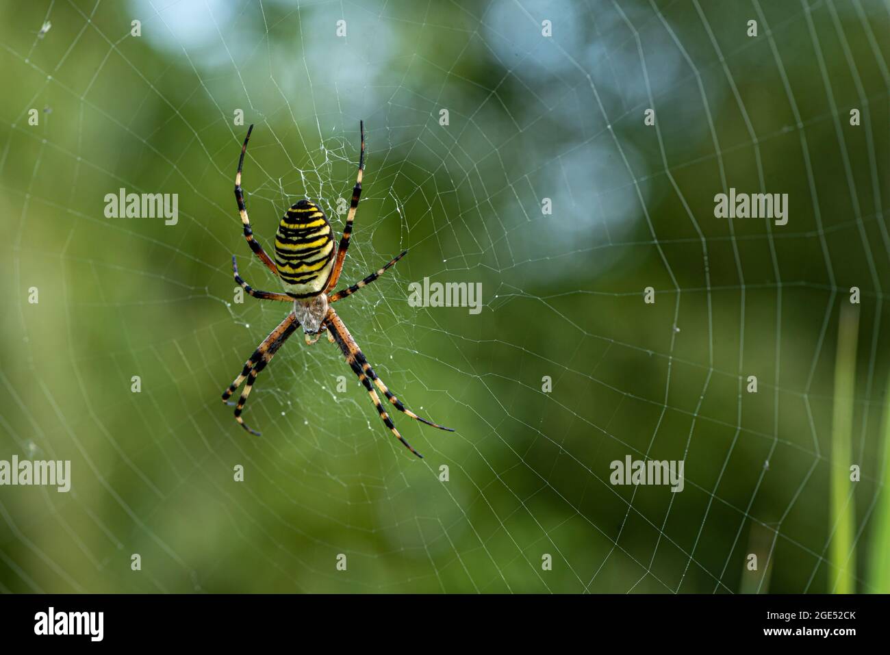 Yellow striped spider outside in nature in her spider web. Argiope bruennichi also called zebra, tiger, silk ribbon, wasp spider in front of blurred b Stock Photo