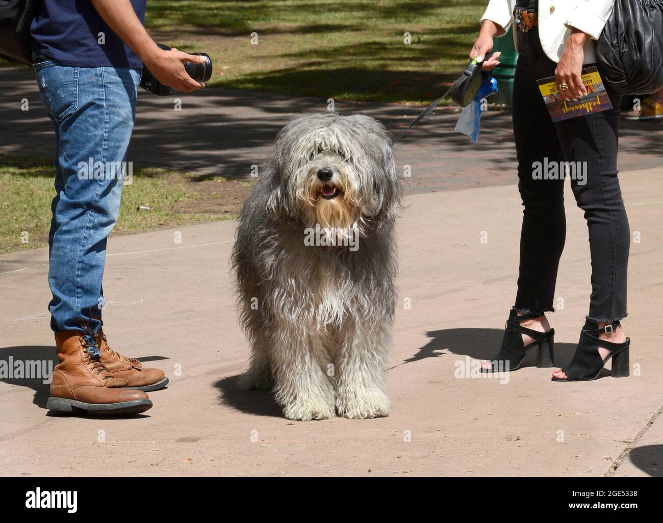  El Viejo Perro Pastor Ingles Mexican English Sheepdog