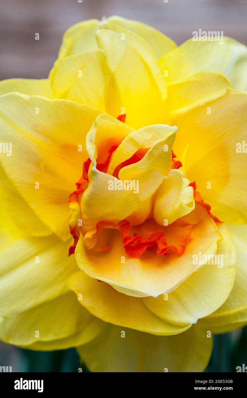 Double daffodil hires stock photography and images Alamy