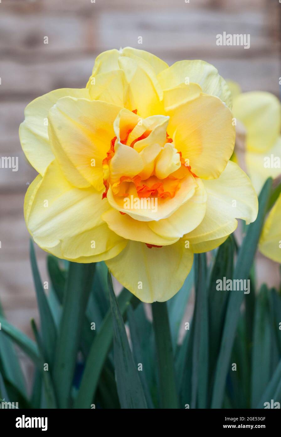 Close up of Narcissus Tahiti in spring.  Narcissus Tahiti is a yellow and orange division 4 double daffodil that is a deciduous frost hardy perennial Stock Photo