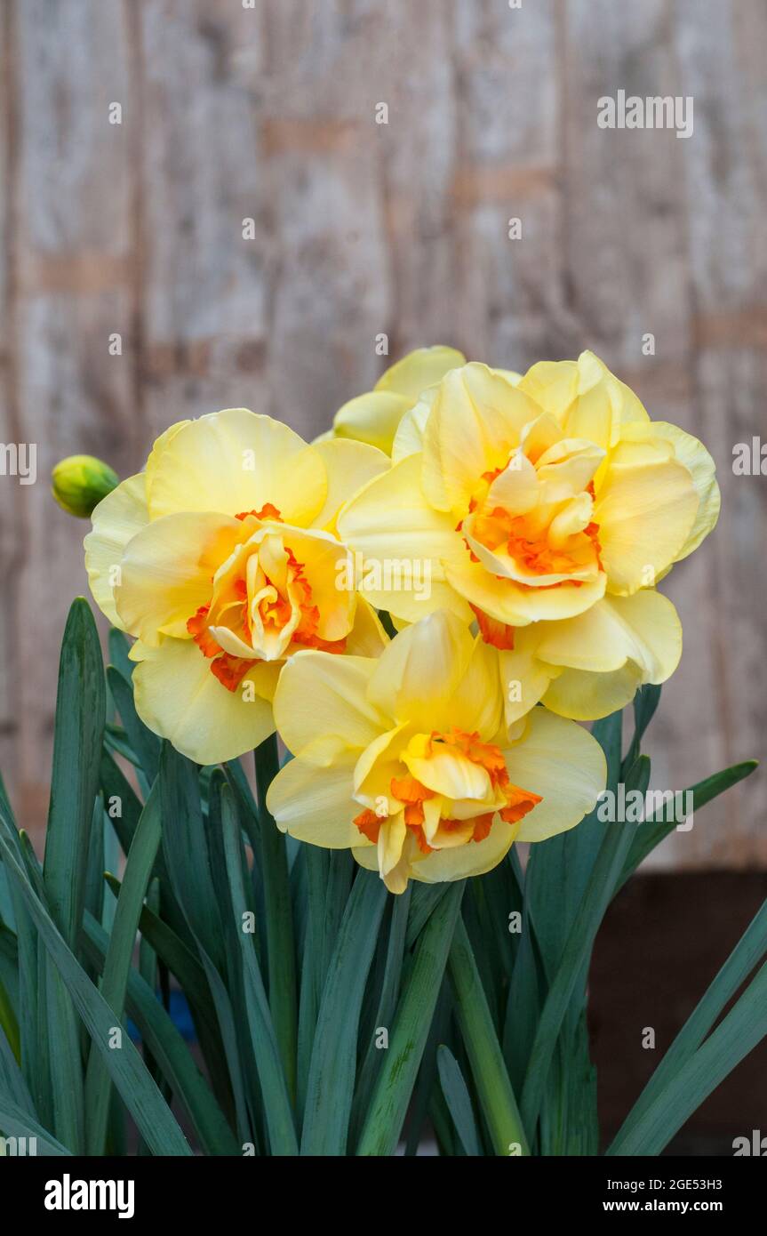 Close up of group of Narcissus Tahiti in spring.  Narcissus Tahiti is a yellow and orange division 4 double daffodil that is a deciduous perennial Stock Photo