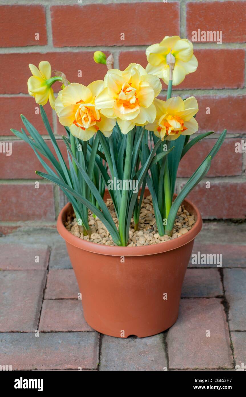Group of Narcissus Tahiti in planter in spring.  Narcissus Tahiti is a yellow and orange division 4 double daffodil that is a deciduous perennial Stock Photo