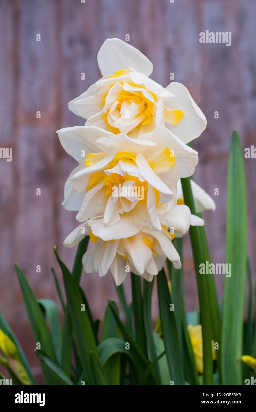 Close up of group of Narcissus White Lion in spring.  Narcissus White Lion is a white and yellow division 4 double daffodil and a deciduous perennial Stock Photo