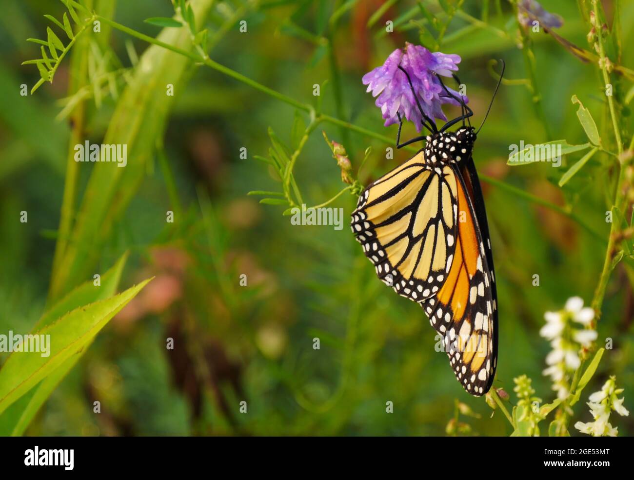 Close-up of a monarch butterfly collecting nectar from the purple flowers on a cow vetch plant in a meadow Stock Photo