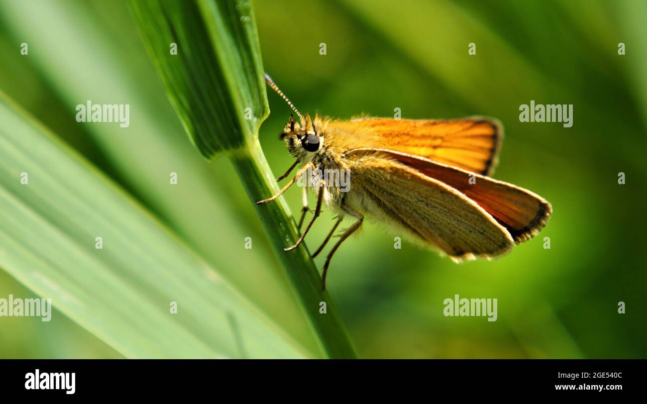 Close-up of an orange skipper butterfly resting on a blade of grass in a meadow in the sunlight Stock Photo