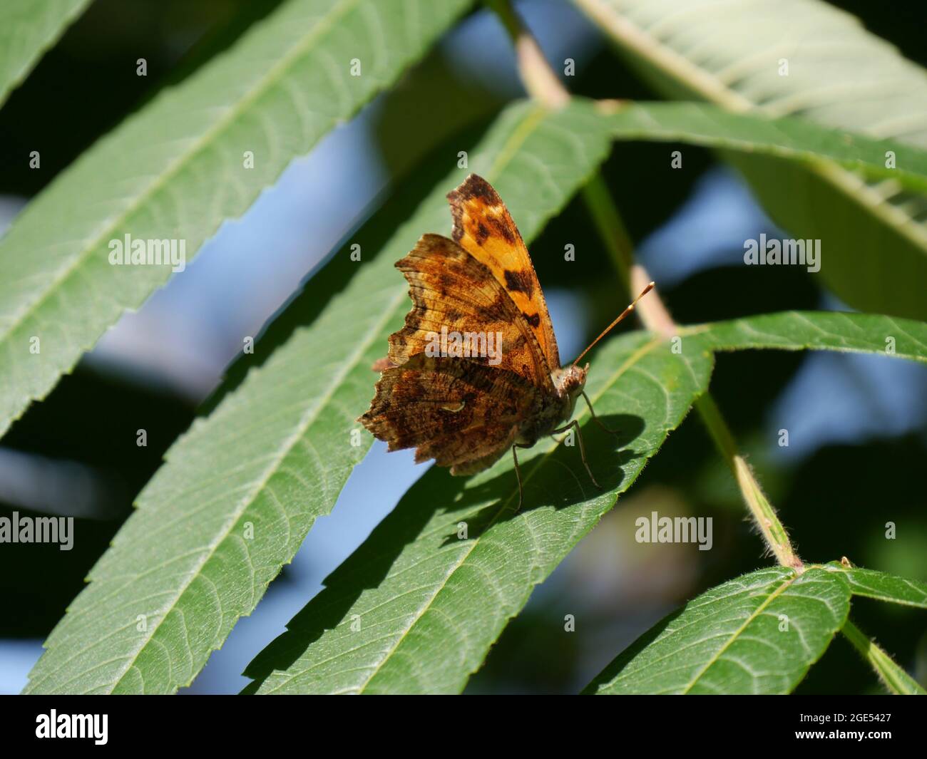 Close-up of an eastern comma brush-footed butterfly resting in the forest on a plant leaf in the sunlight Stock Photo