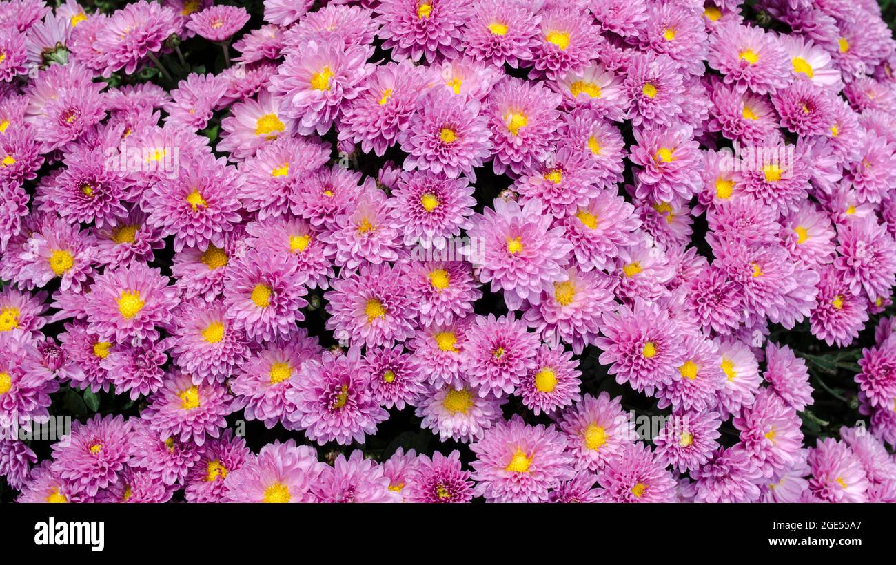 Raindrops on the petals of the bushy aster (Aster dumosus 'Rosenwichtel') pink flower with a yellow center that grows outside on the terrace. Stock Photo