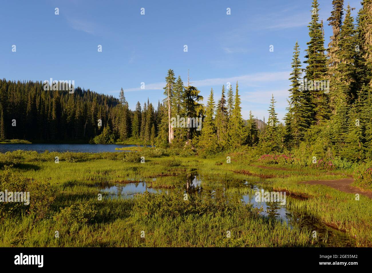 View of the swampy shoreline of Reflection Lakes in Mount Rainier National Park, Washington State, USA. Stock Photo