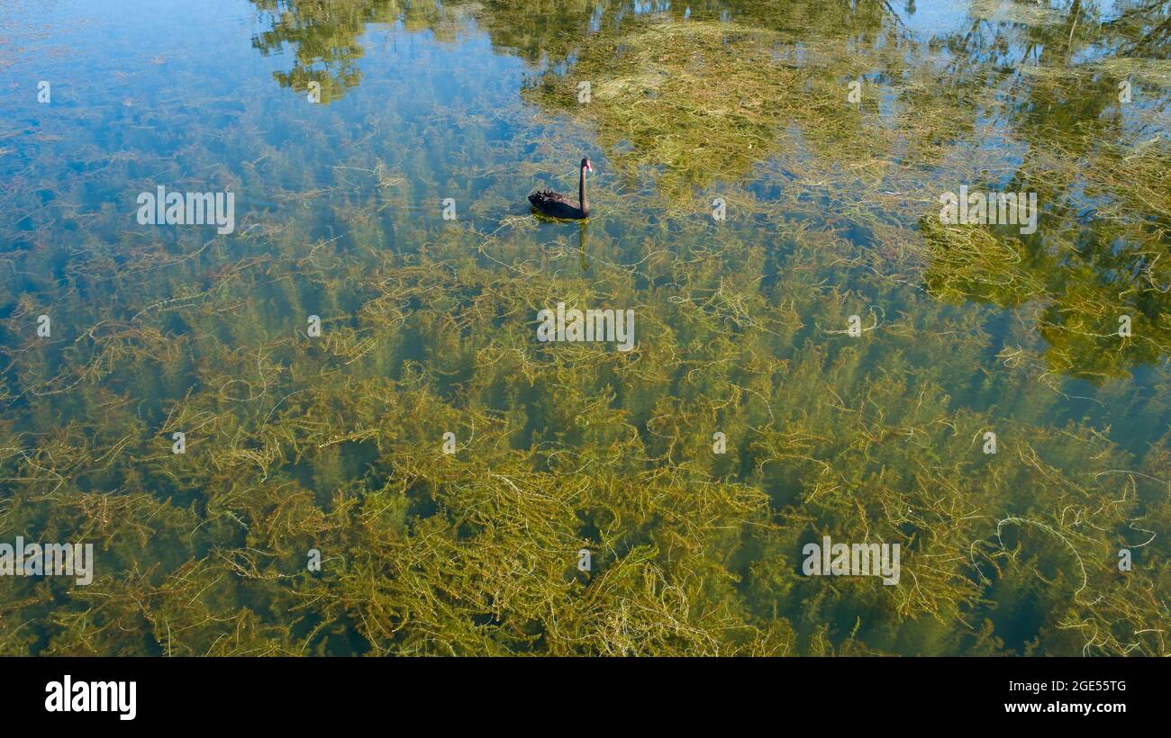 Wide angle aerial photo of a Black Swan in clear water, with sky reflecting an abundant growth of water-weed visible below the surface. Stock Photo