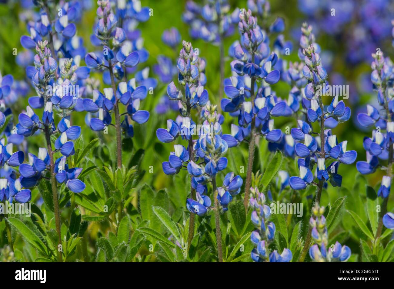 Close-up of Broadleaf Lupines (Lupinus latifolius), along the Skyline Trail at Paradise in Mt. Rainier National Park in Washington State, USA. Stock Photo