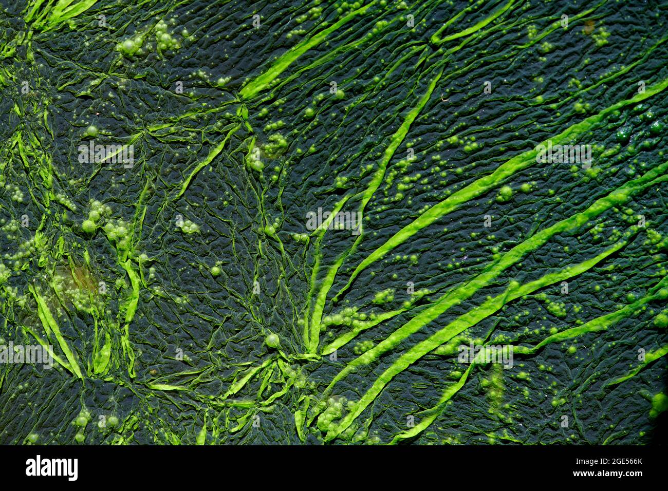 Closeup of green coloured filiments of algae growing on surface of stagnant fresh water. Stock Photo