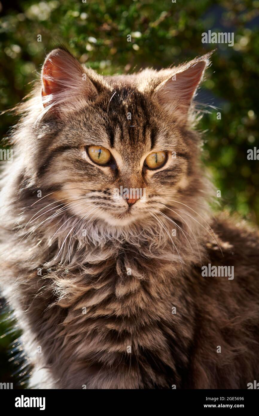 Long haired tabby juvenile cat, seated outdoors in garden setting, sunny day. Stock Photo