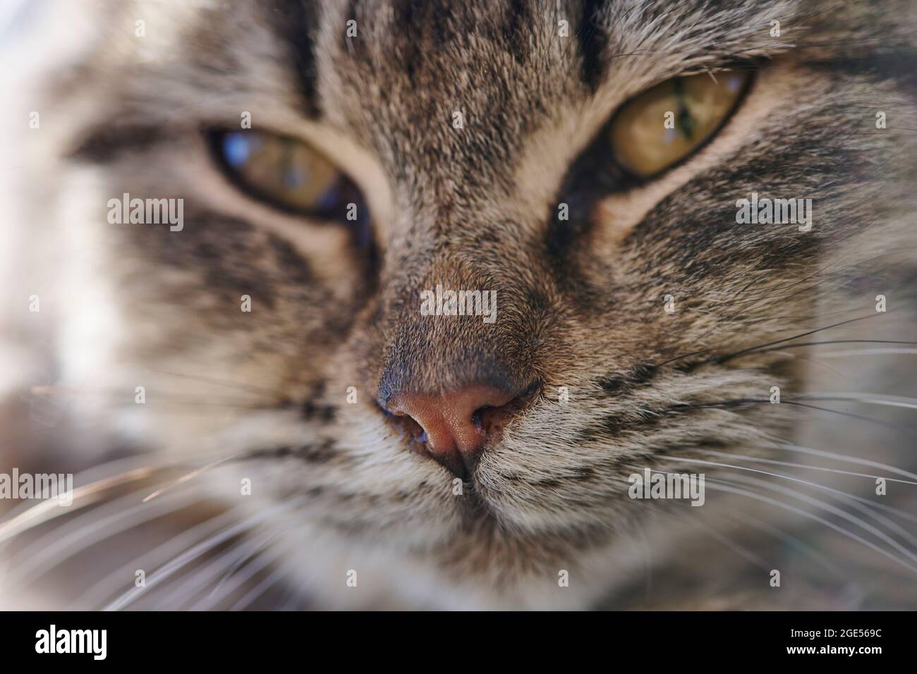 Closeup of tabby cats nose, whiskers and eyes out of focus Stock Photo