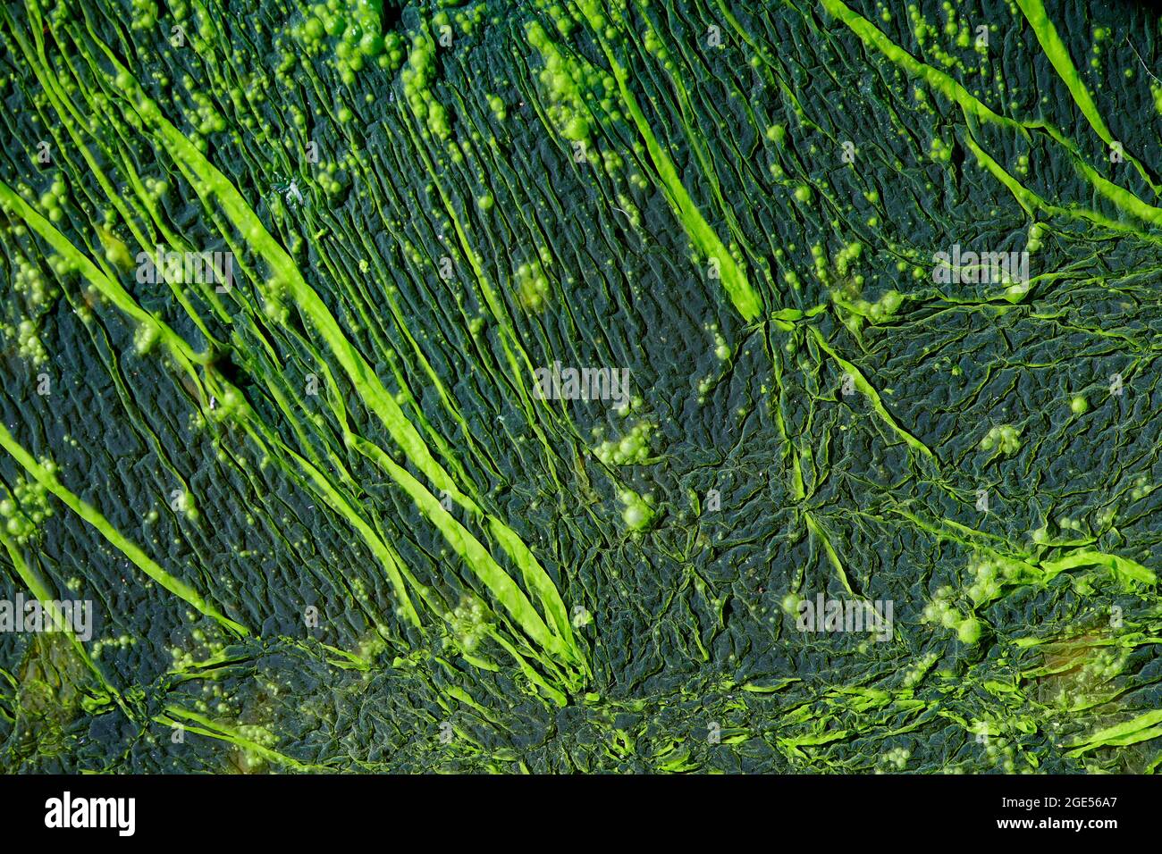 Closeup of green coloured filiments of algae growing on surface of