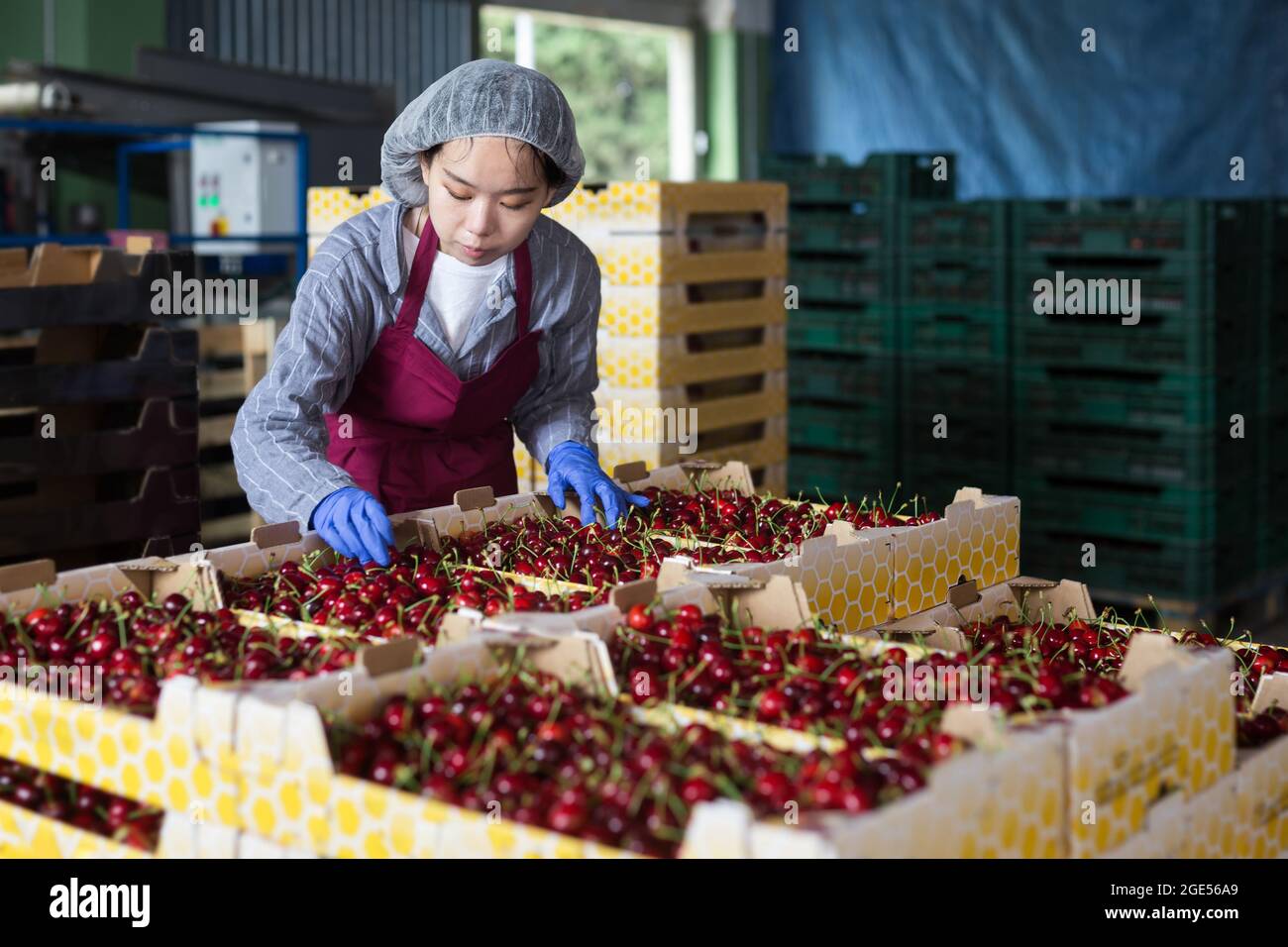 Woman in cherry warehouse Stock Photo