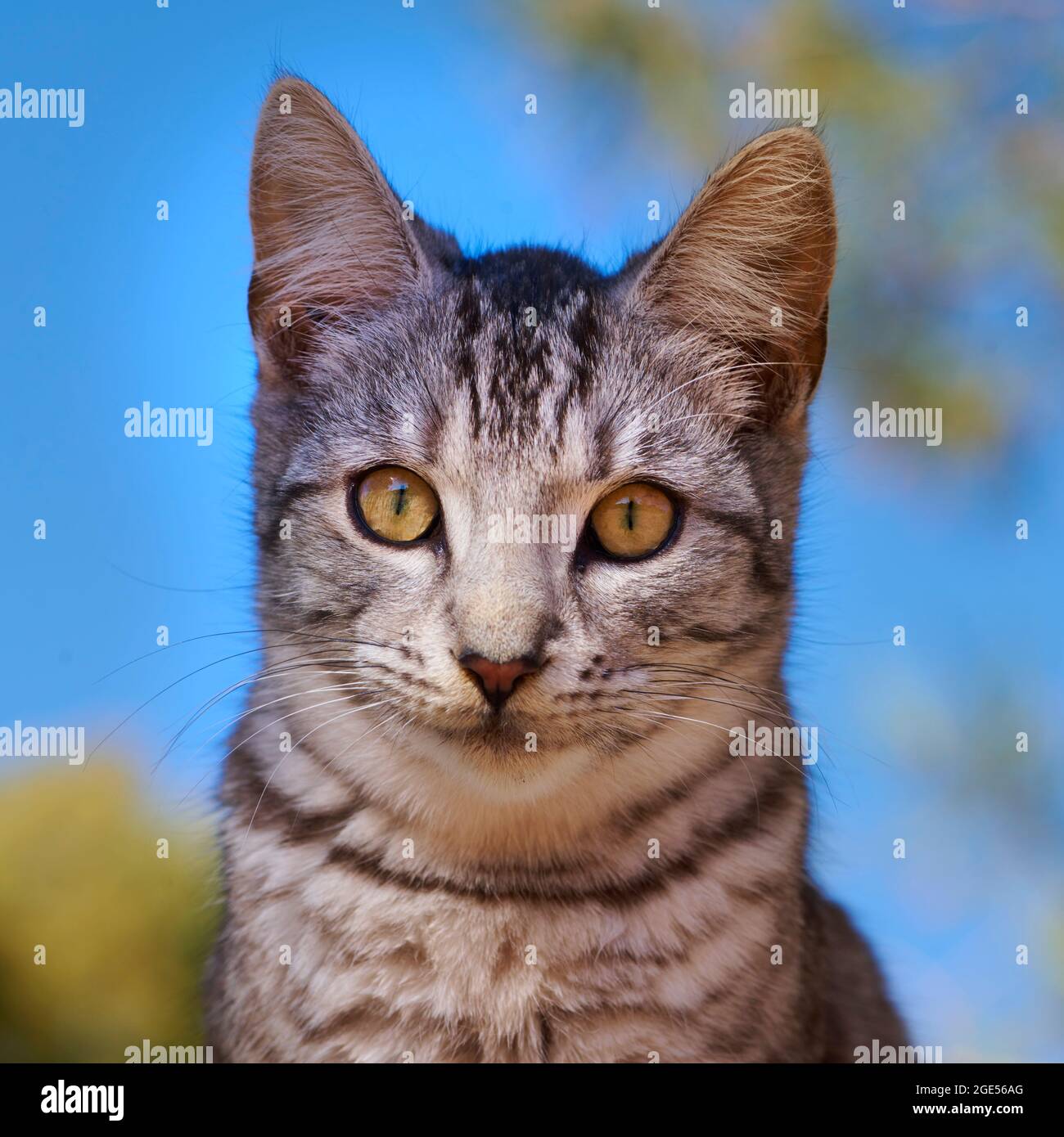 Head and shoulders portrait tabby kitten looking towards camera, big bright eyes, blue sky, out doors. Stock Photo