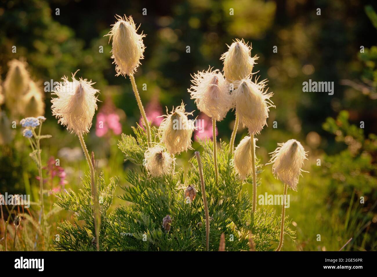 Tufted and hairy heads of Western Anemone or Mountain Pasque Flower, backlit by setting sun.  Manning Park, BC. Canada Stock Photo