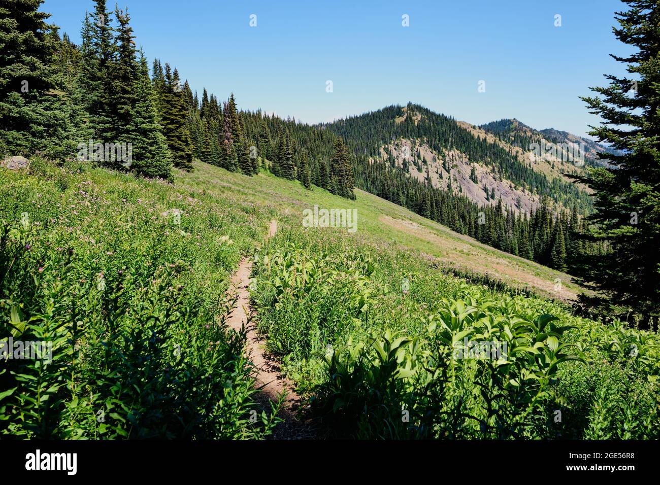 Section of the Manning Park's Skyline trail heading north through flowering alpine meadows.  BC, Canada Stock Photo