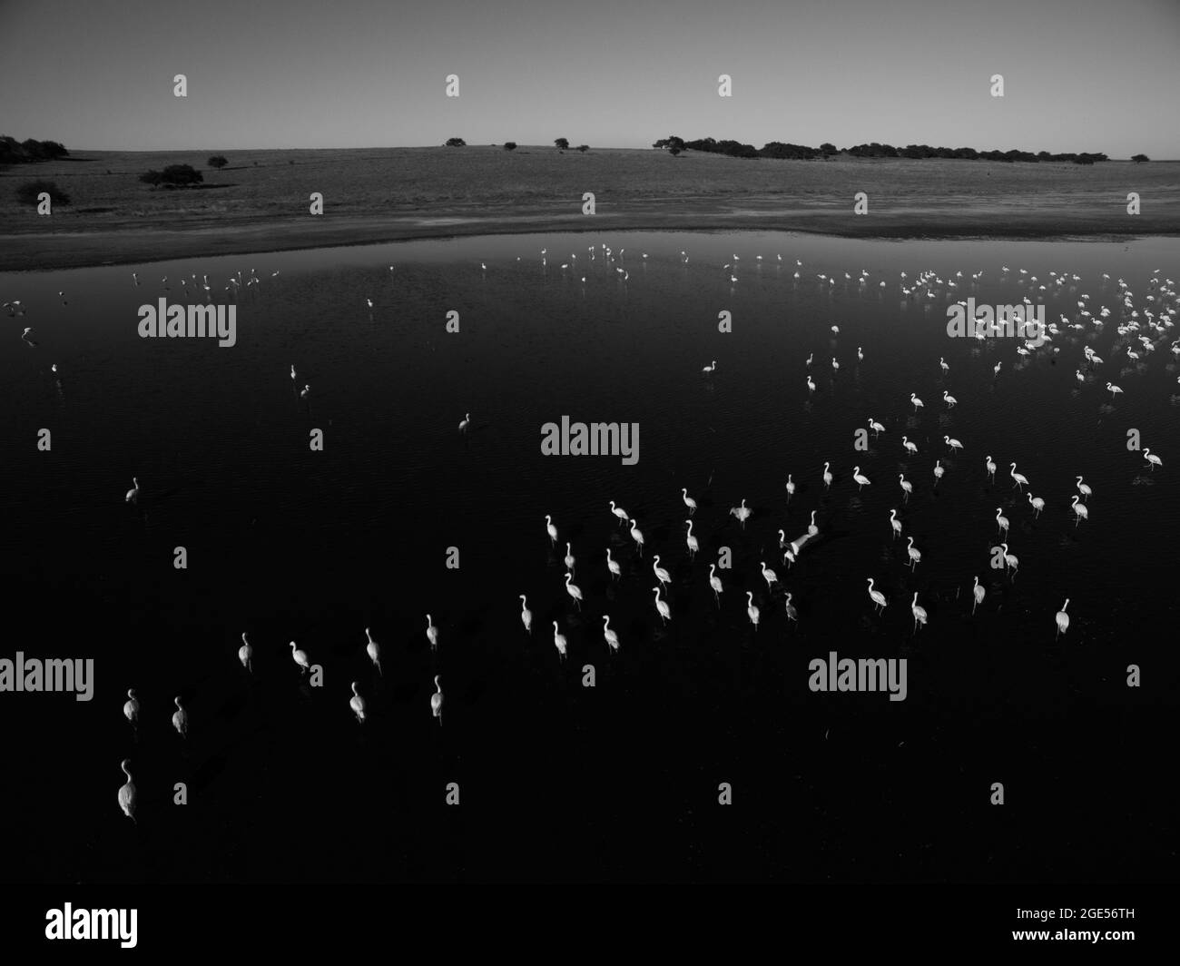 Aerial View of flamingos flock in Pampas lagoon, La Pampa Province,Patagonia , Argentina. Stock Photo