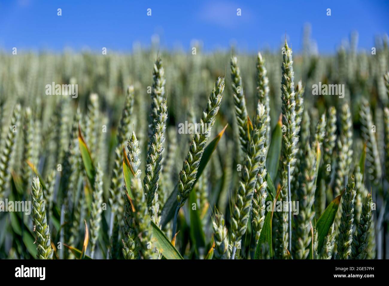 Natural background close up of field of Common wheat plants, Triticum Aestivum Stock Photo
