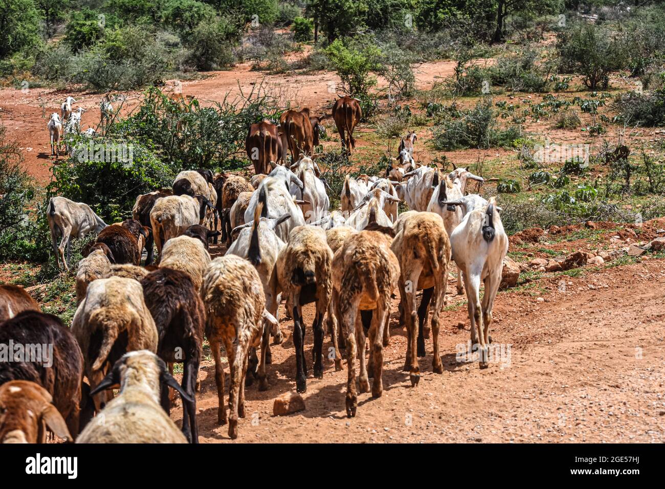 A herd of goats and cows tended by Maasai pastoralists are moved in the dry central Kenyan landscape. Stock Photo