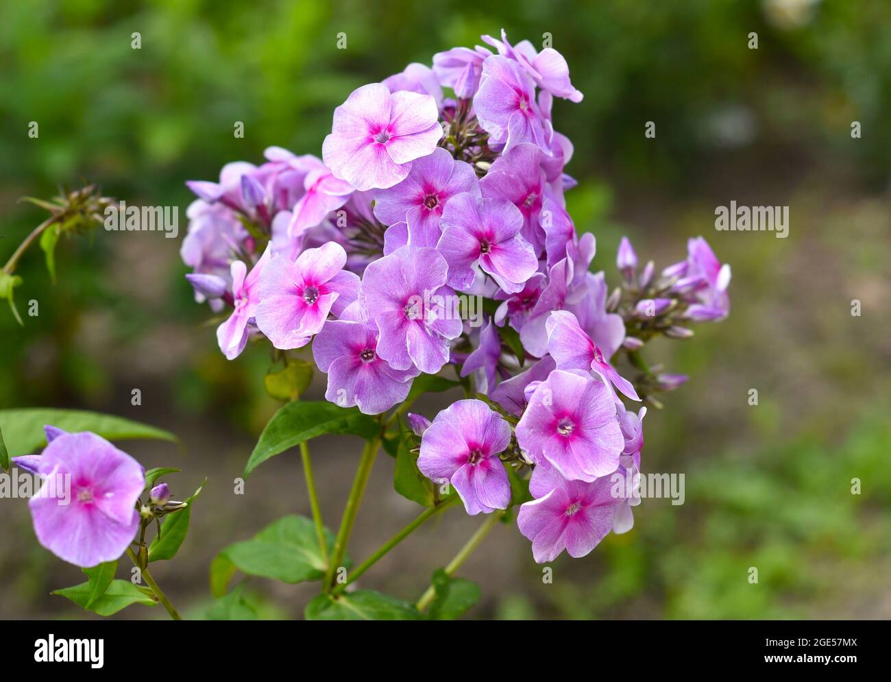 Phlox flowers growing in Russian Far East Stock Photo - Alamy