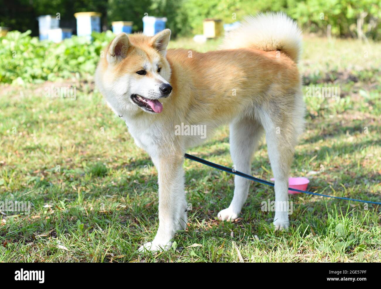 Adult Akita dog from Japan. Stock Photo